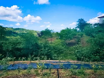 Plot, 2292 m²