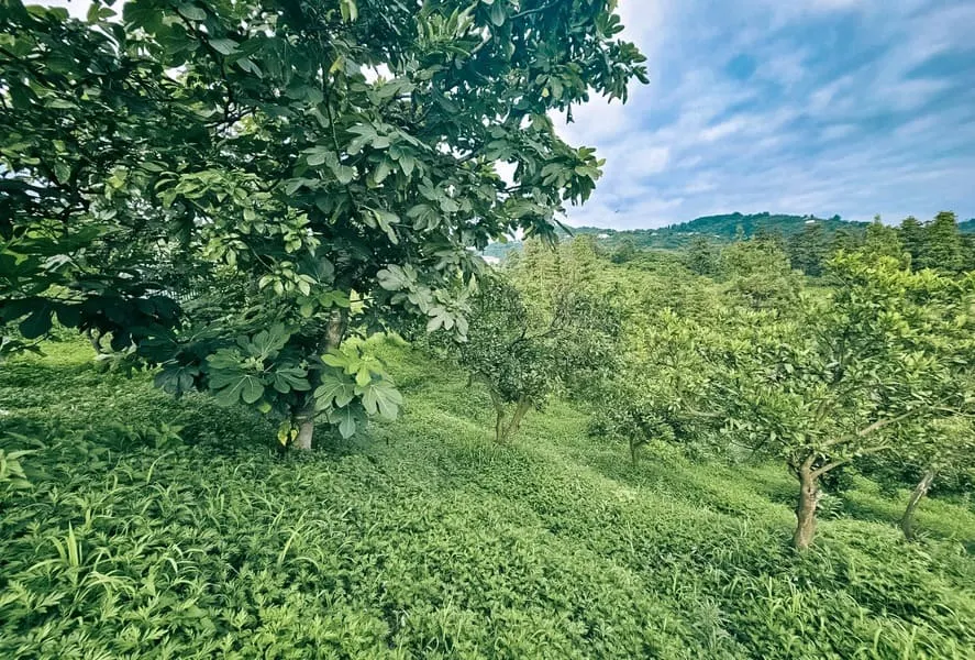 ЖК Chakvi