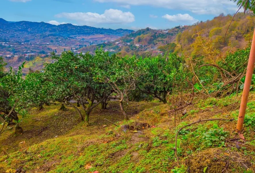 Land, 2504 m²