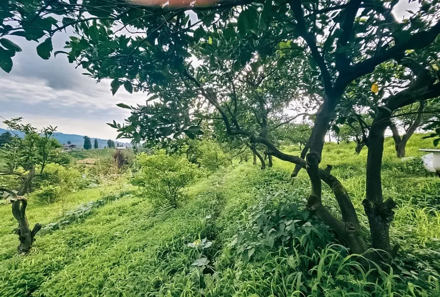 ЖК Chakvi