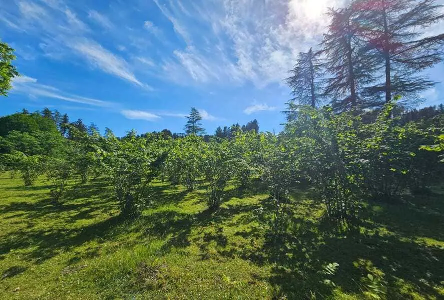 ЖК Chakvi