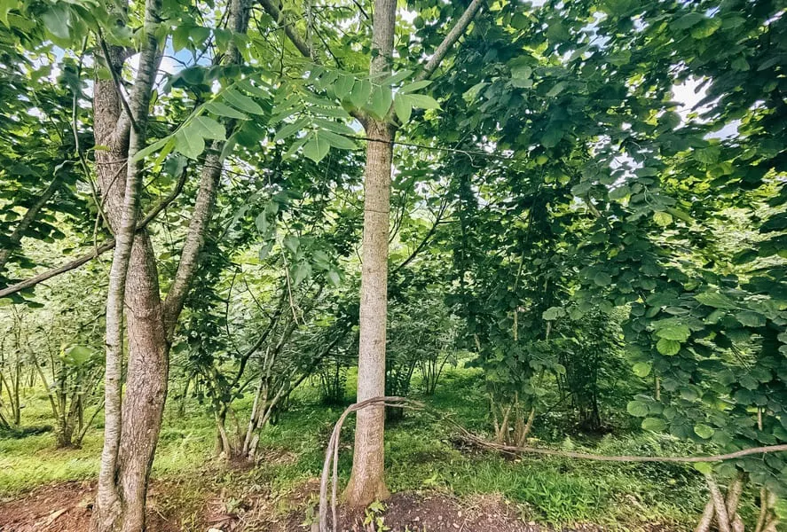 Land, 4195 m²