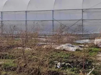 Plot, 5000 m²