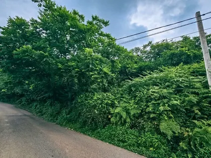 Plot, 1447 m²