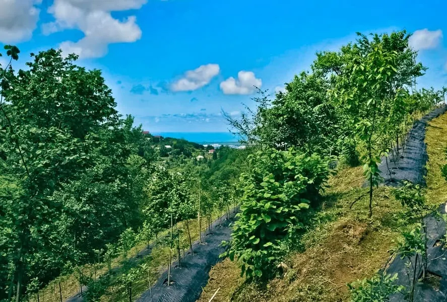 Land, 2292 m²
