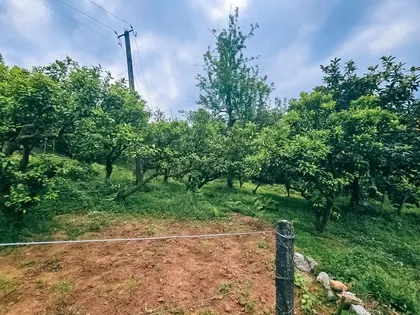 Plot, 4195 m²