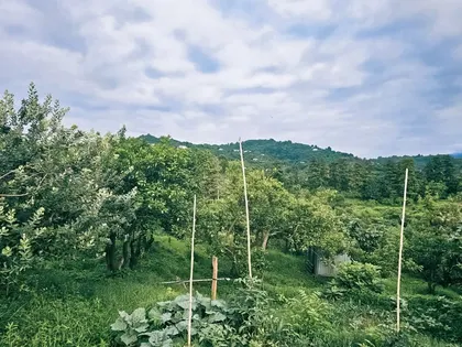 Plot, 3077 m²