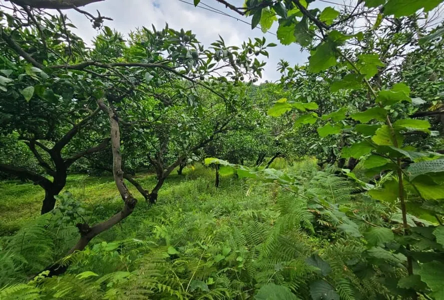 Land, 1040 m²
