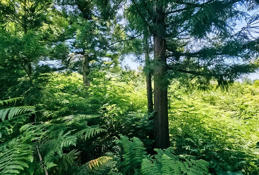 Land, 1000 m²