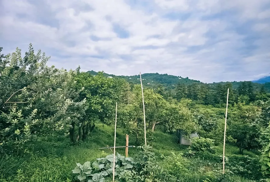 ЖК Chakvi