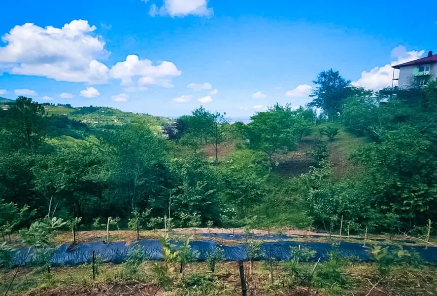 Land, 2292 m²
