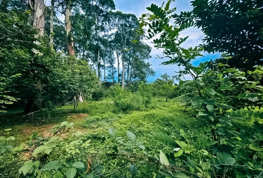 ЖК Oasis