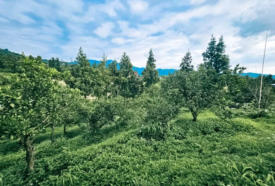 ЖК Chakvi