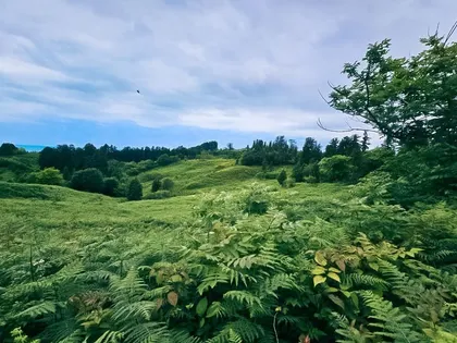 Plot, 3542 m²